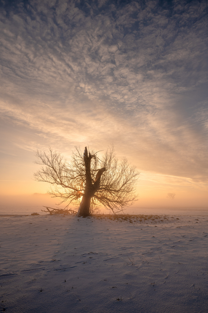 Der alte Geselle im Schnee