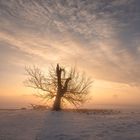 Der alte Geselle im Schnee