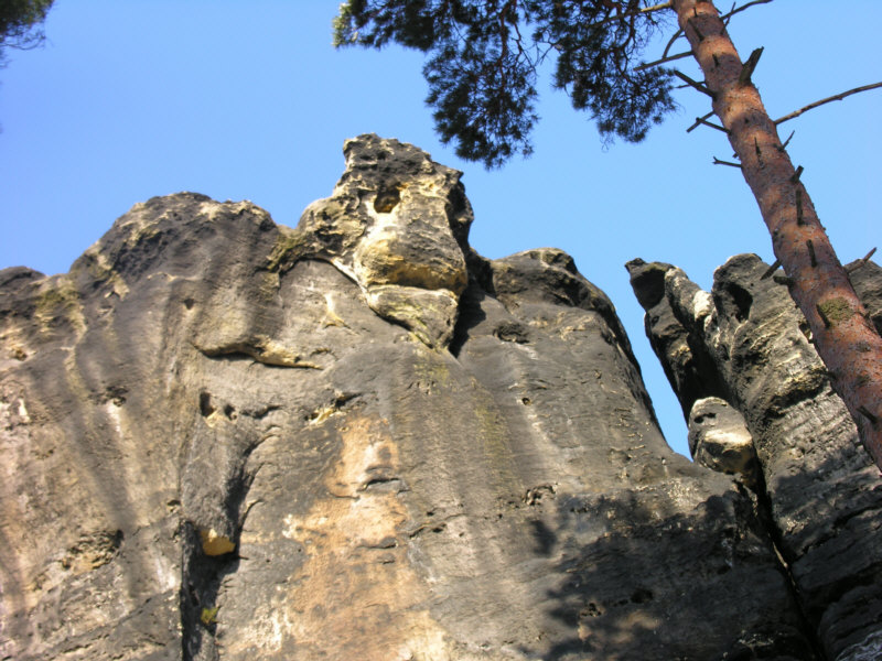 Der alte Gohrisch im Wald