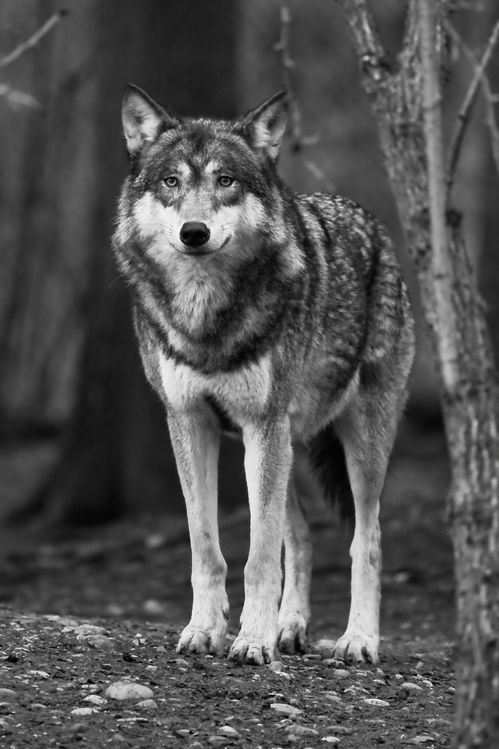Der alte graue Wolf ...