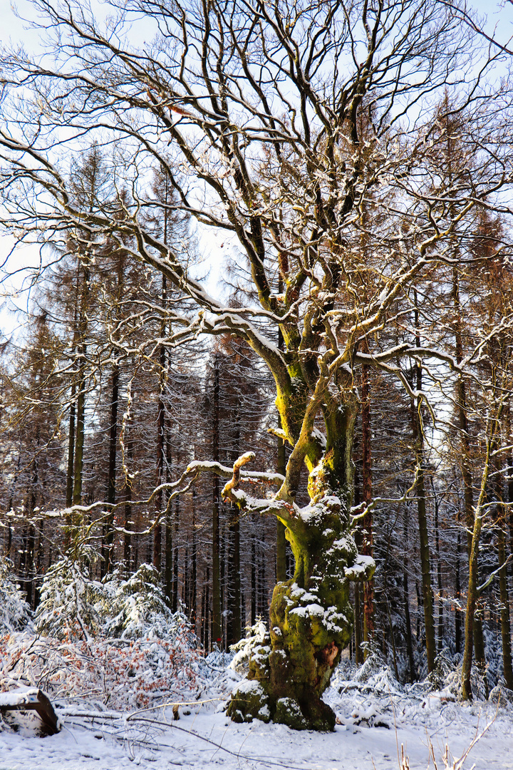 Der alte Grenzbaum