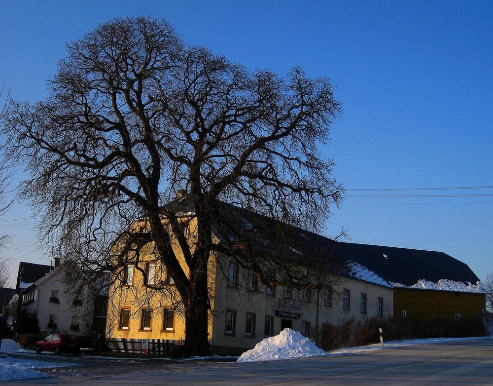 Der alte Hausbaum