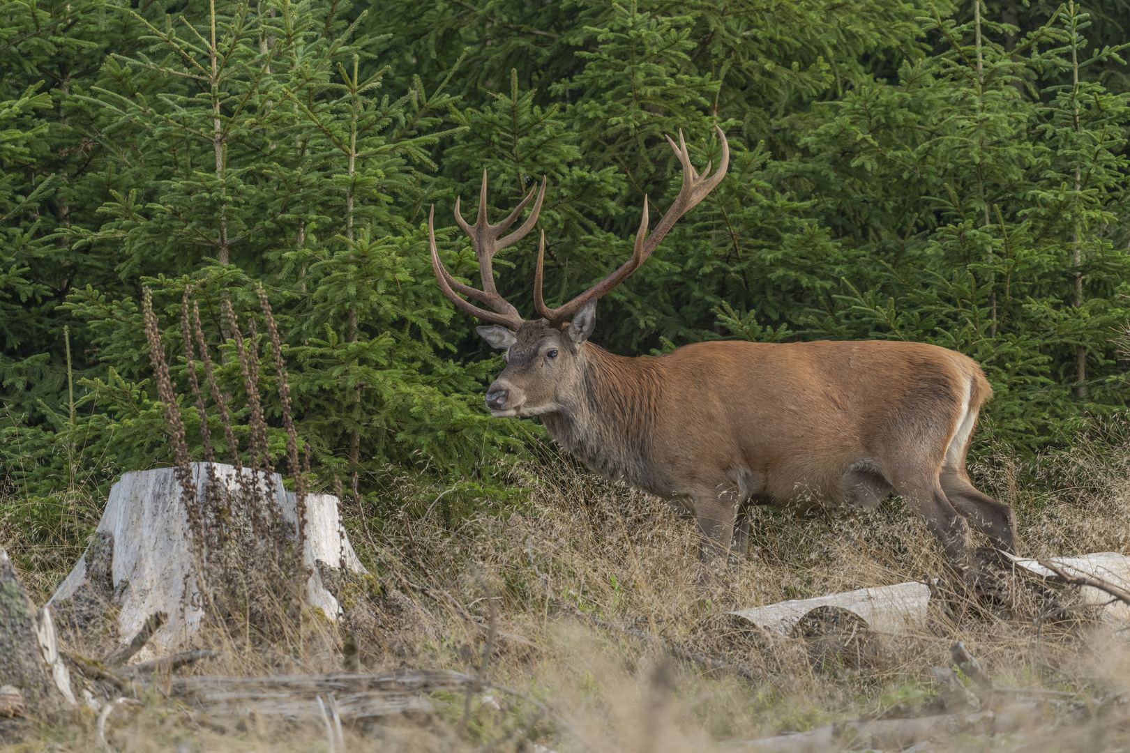 Der alte Hirsch