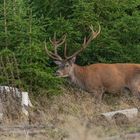 Der alte Hirsch