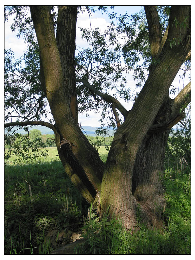 Der alte hohle Baum...