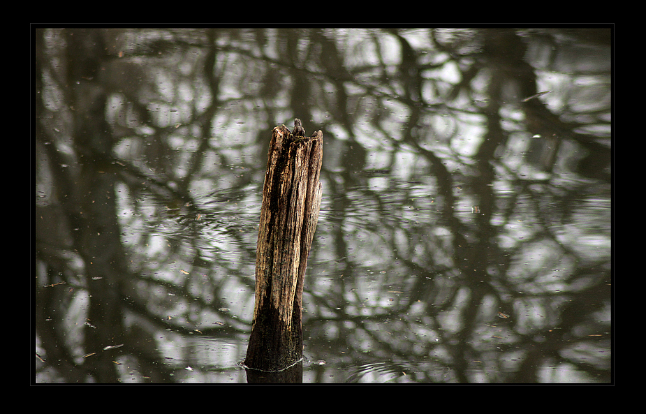 Der alte Holzpflock im Weiher ...