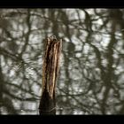 Der alte Holzpflock im Weiher ...