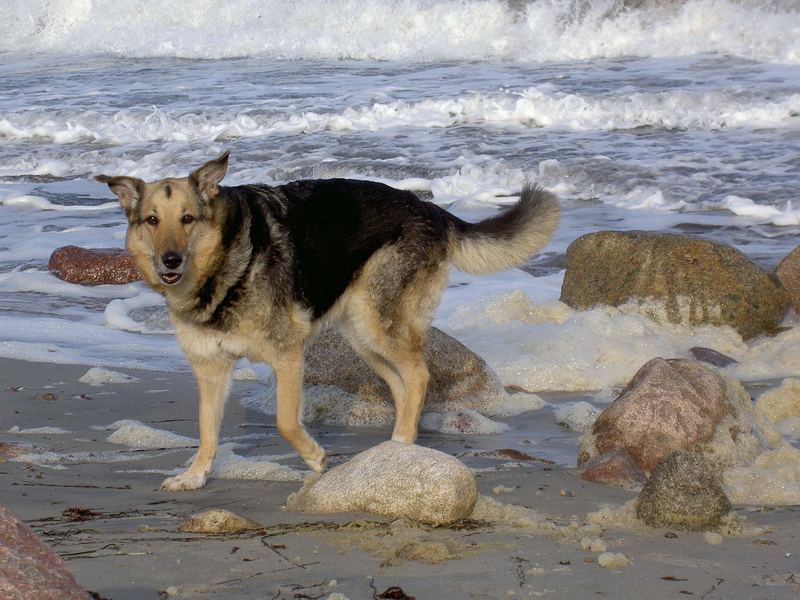 Der alte Hund und das Meer