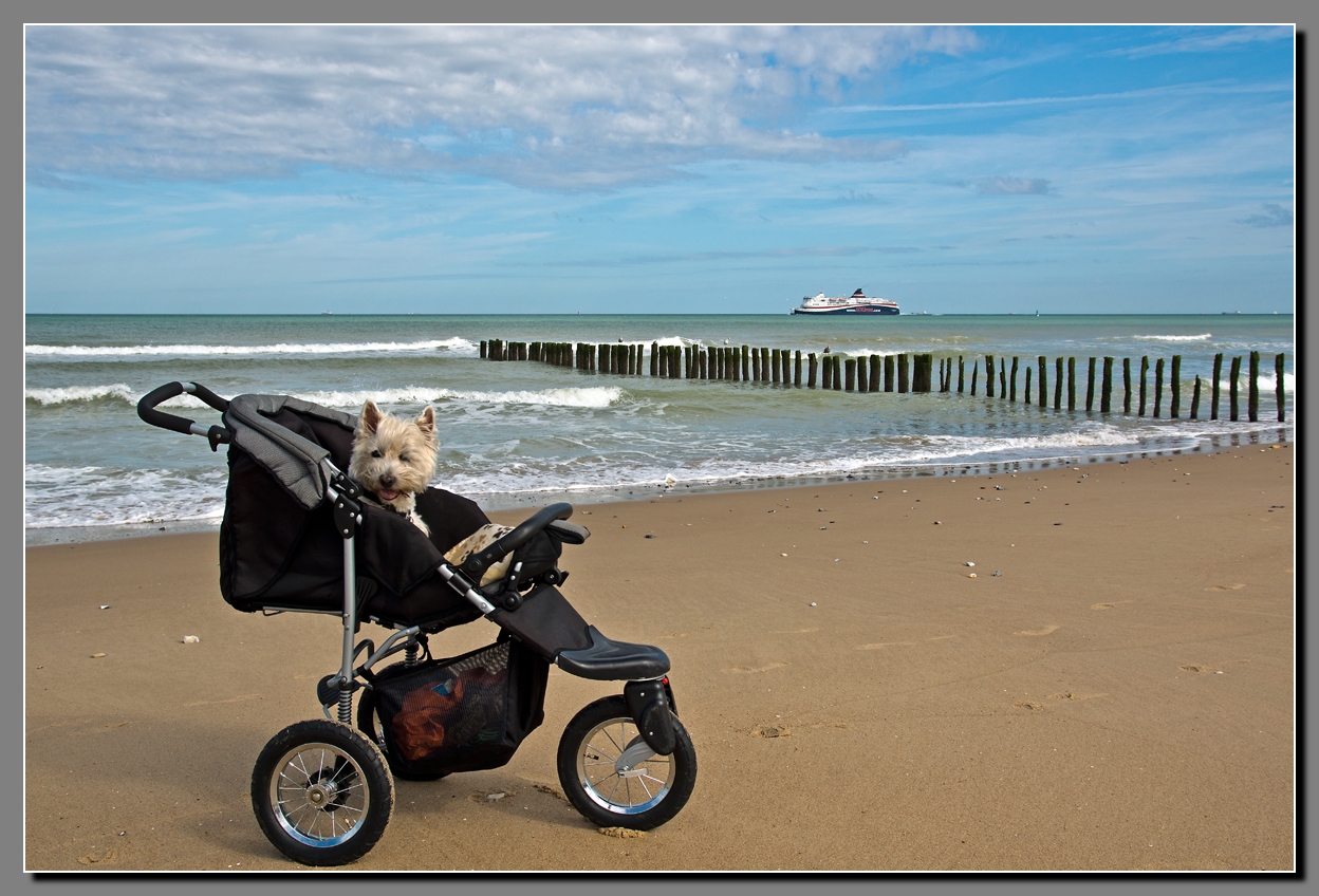 --Der alte Hund und das Meer--