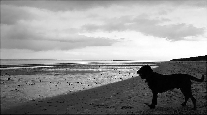 Der alte Hund und das Meer