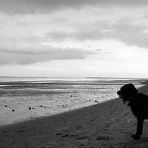 Der alte Hund und das Meer