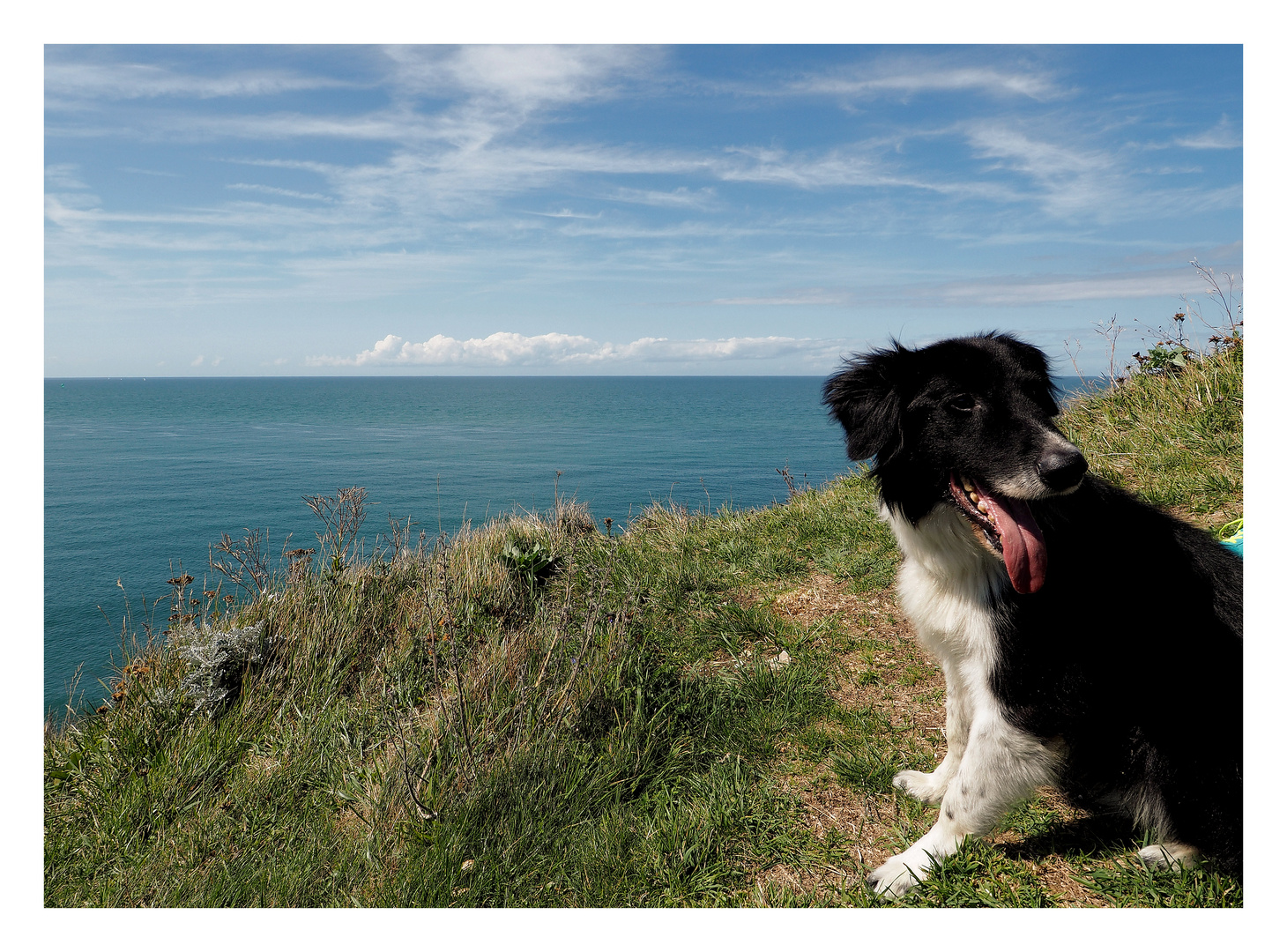 Der alte Hund und das Meer...