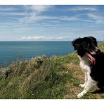 Der alte Hund und das Meer...