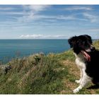 Der alte Hund und das Meer...