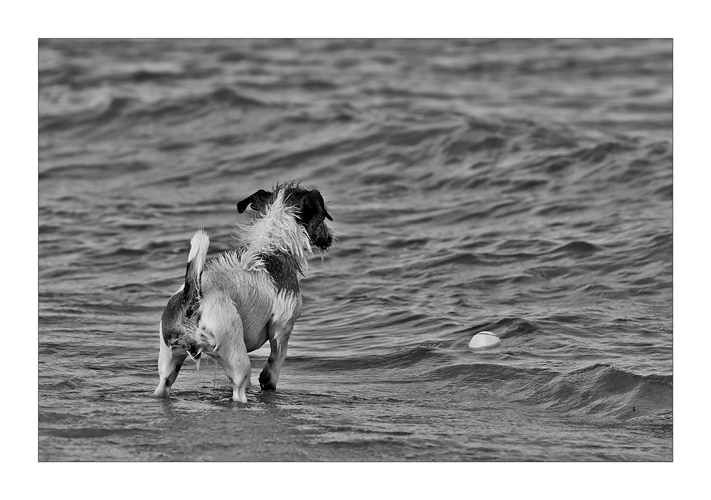 Der alte Hund und das Meer