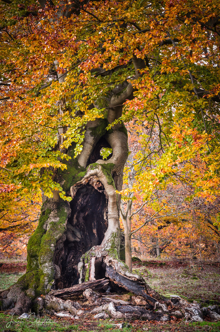 Der alte Hutebaum trägt seine Herbst-Frisur