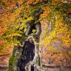 Der alte Hutebaum trägt seine Herbst-Frisur