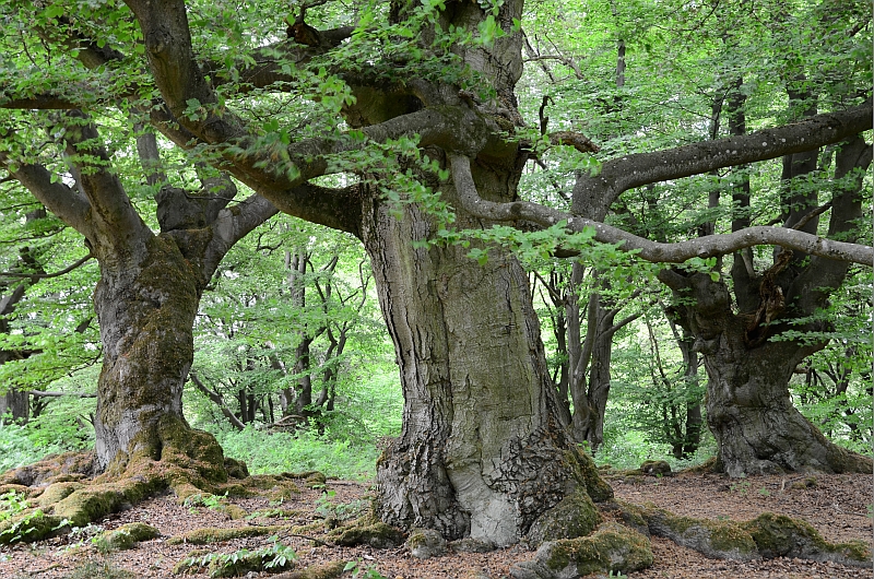 der alte Hutewald