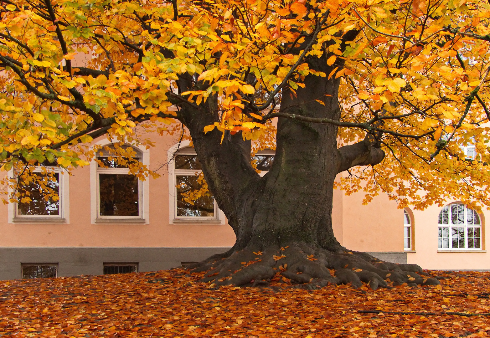 Der Alte im Herbstkleid