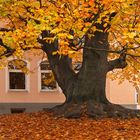 Der Alte im Herbstkleid