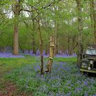 Der alte Jeep im Hasenglöckchenfeld