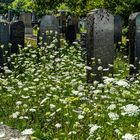 Der alte jüdische Friedhof 08