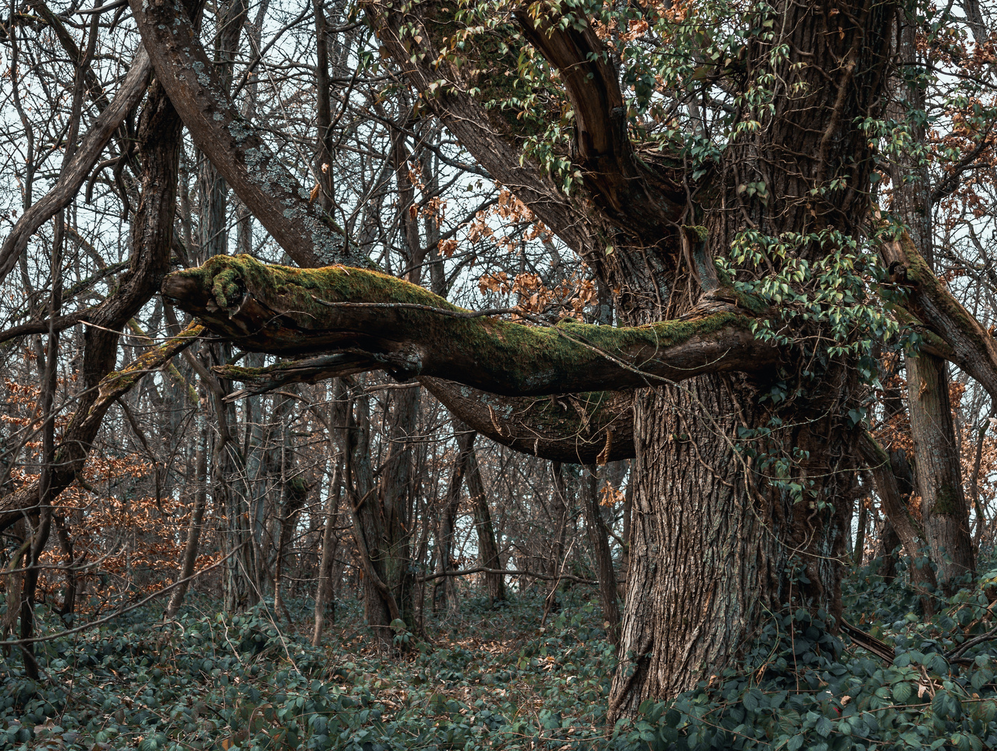 Der alte Kastanienwald