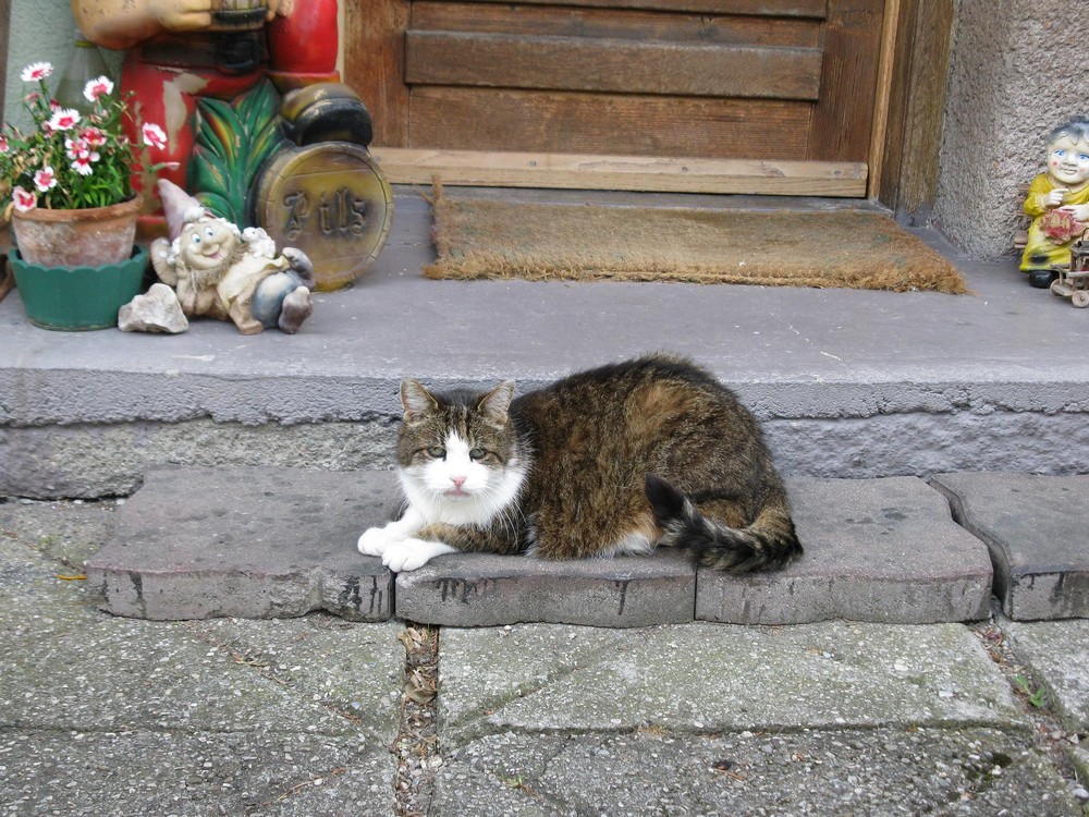 Der alte Kater