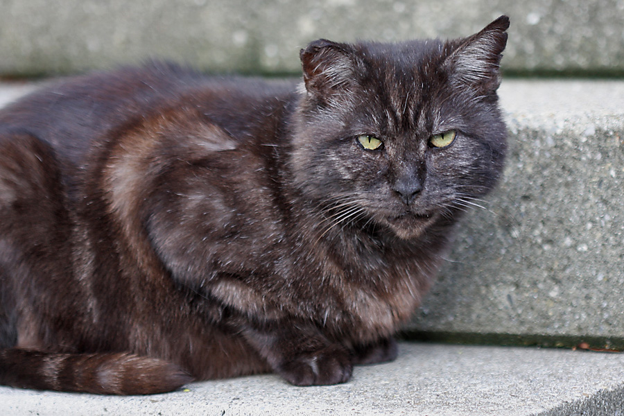 der alte kater Foto & Bild tiere, haustiere, katzen Bilder auf der alte kater Foto & Bild tiere, haustiere, katzen Bilder auf