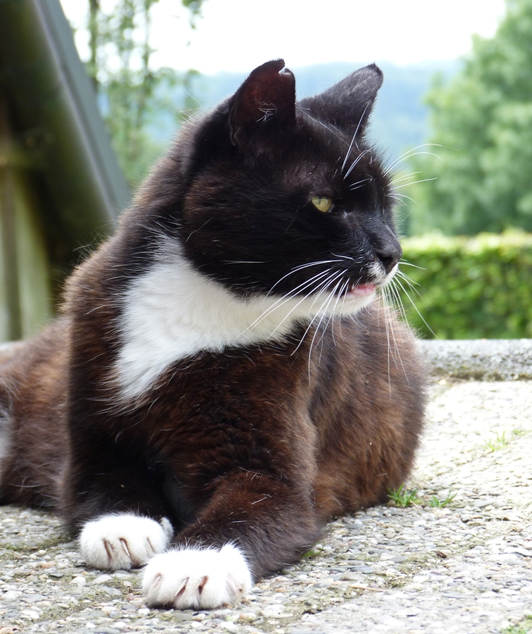 Der alte Kater Fritz ,unser Schlitzohr,muß immer wachsam sein,wenn Fidel unterwegs ist.