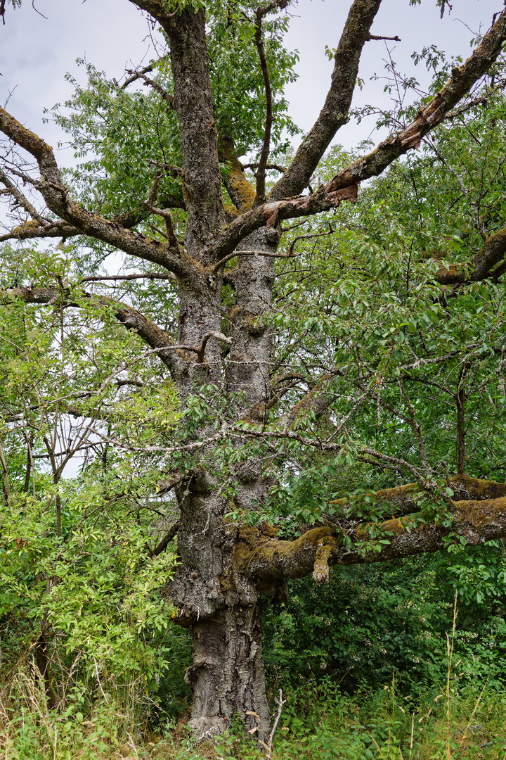 Der alte Kirschbaum (2)