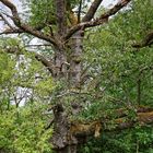 Der alte Kirschbaum (2)