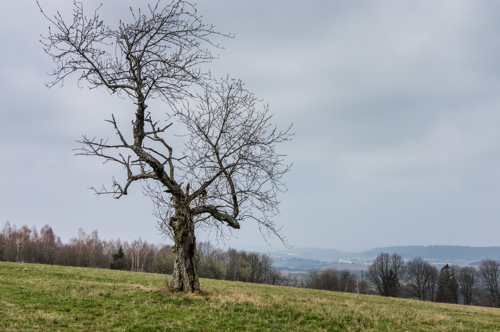 Der alte Kirschbaum