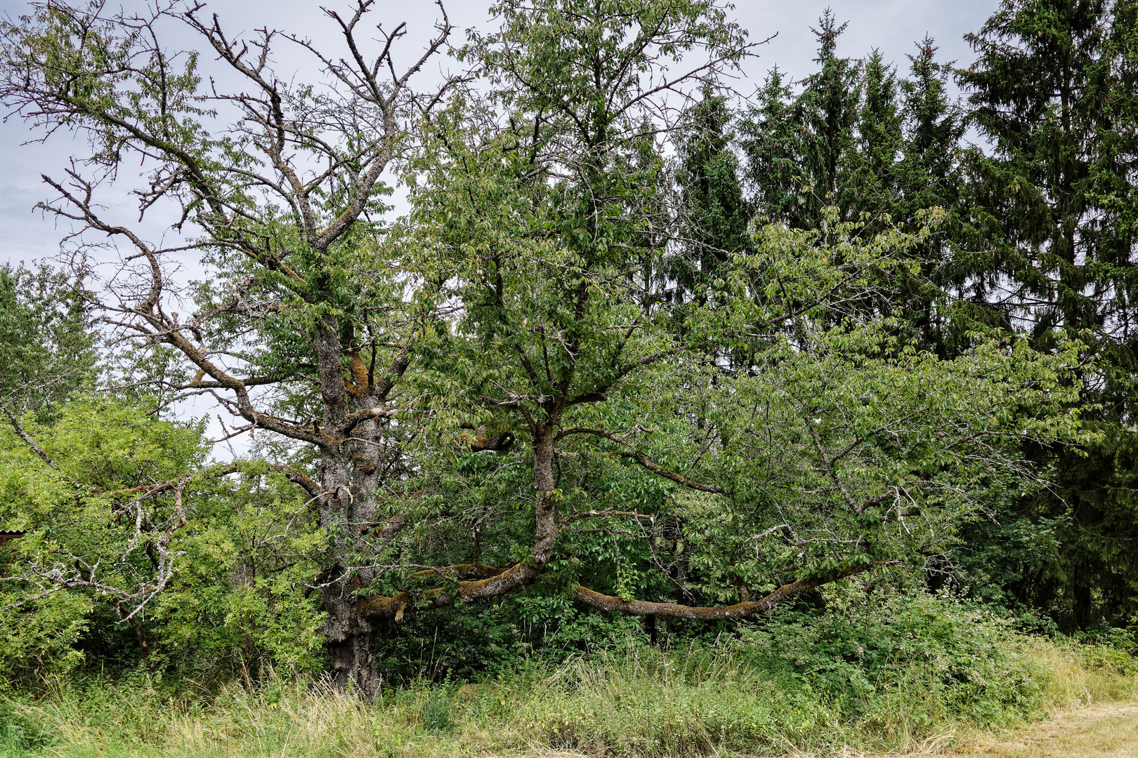 Der alte Kirschbaum