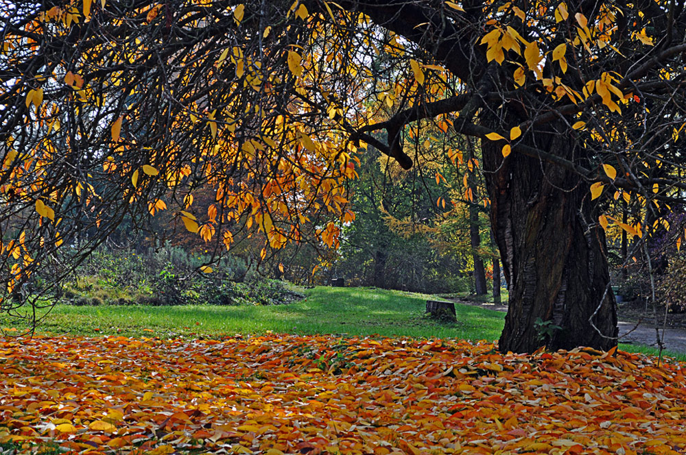 der alte Kirschbaum