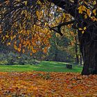 der alte Kirschbaum