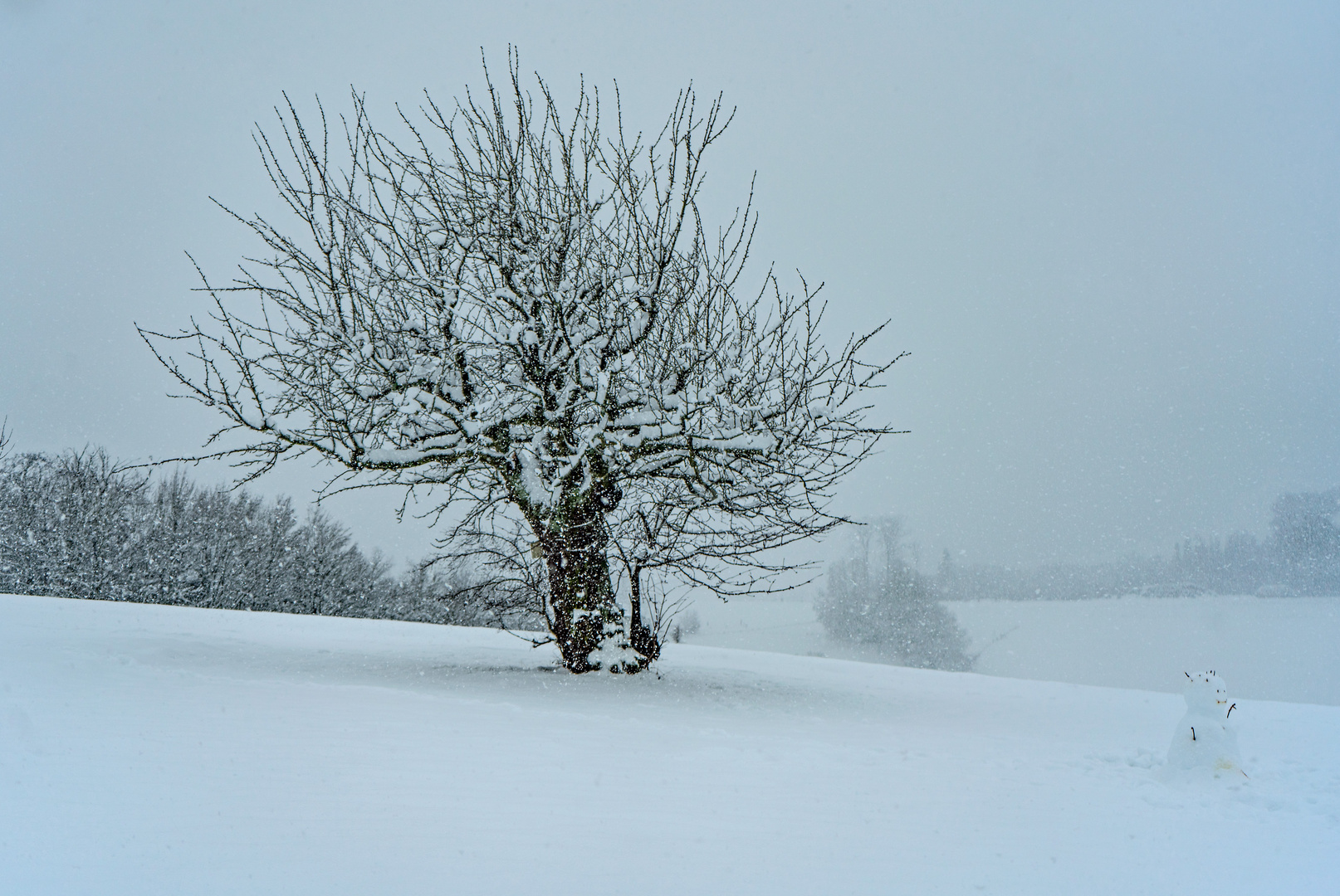 Der alte Kirschbaum  im Schnee  3