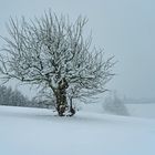 Der alte Kirschbaum  im Schnee  3