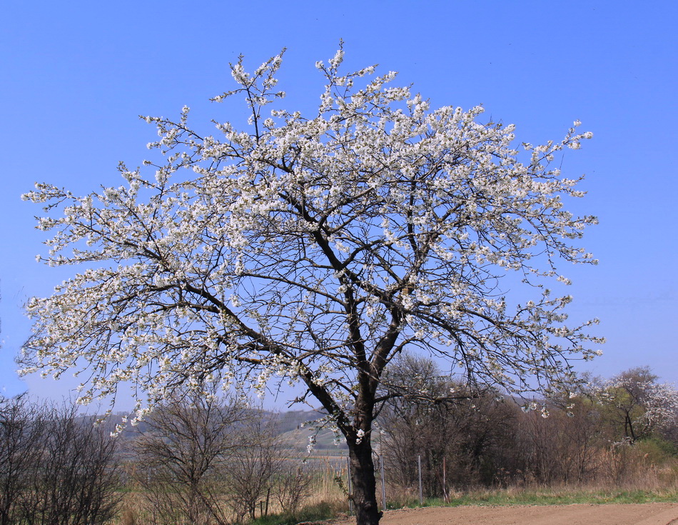 Der alte Kirschbaum in meinem Garten