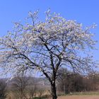 Der alte Kirschbaum in meinem Garten