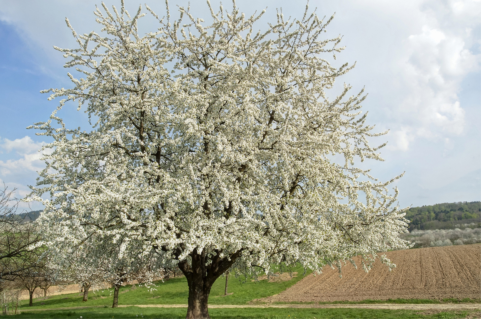 der alte Kirschbaum in voller Blüte