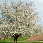 der alte Kirschbaum in voller Blüte