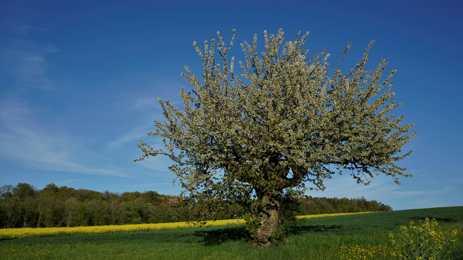 Der alte Kirschbaum neu Erwacht .