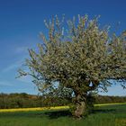 Der alte Kirschbaum neu Erwacht .