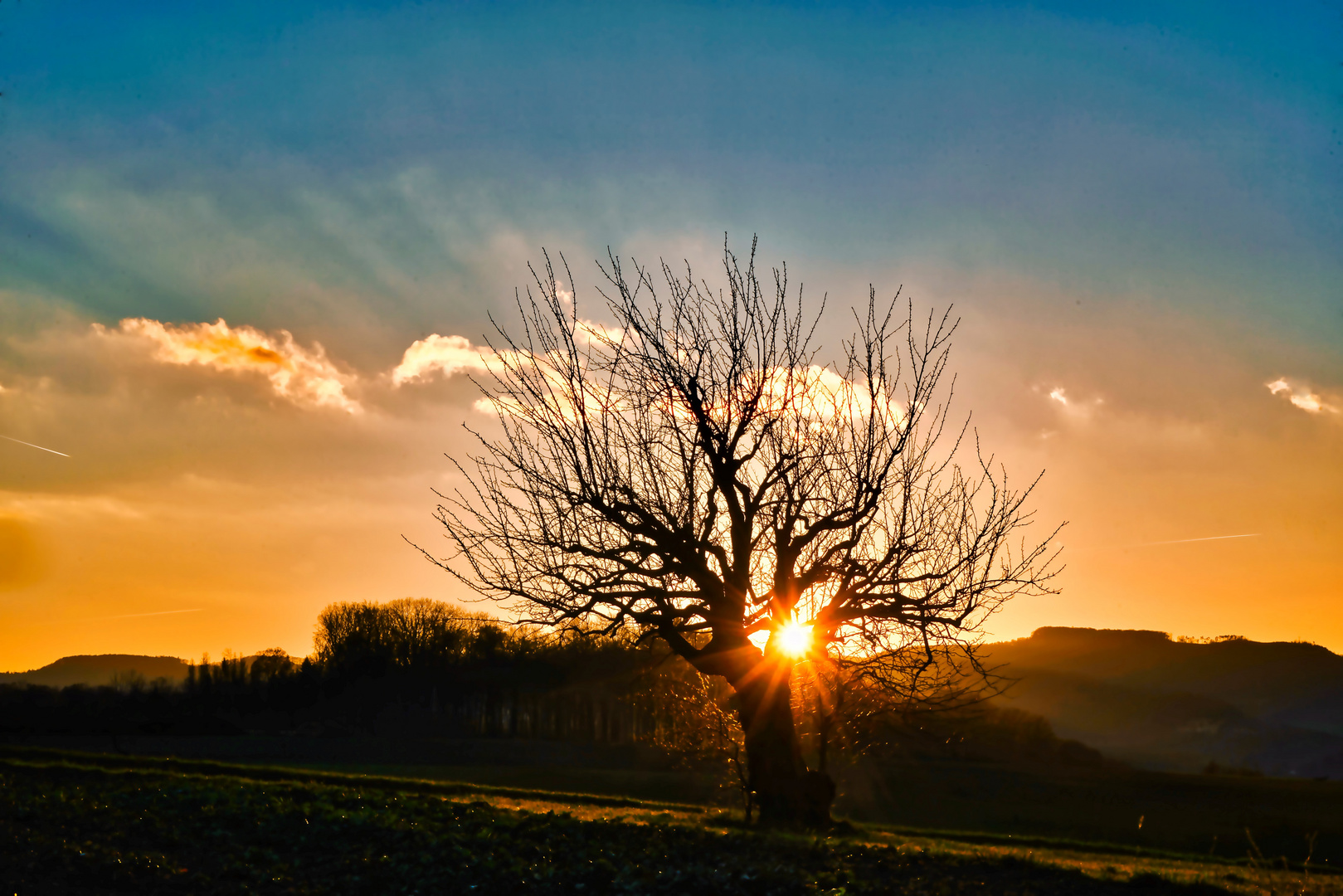 Der alte Kirschbaum und der Sonnenuntergang  2