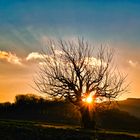 Der alte Kirschbaum und der Sonnenuntergang  2