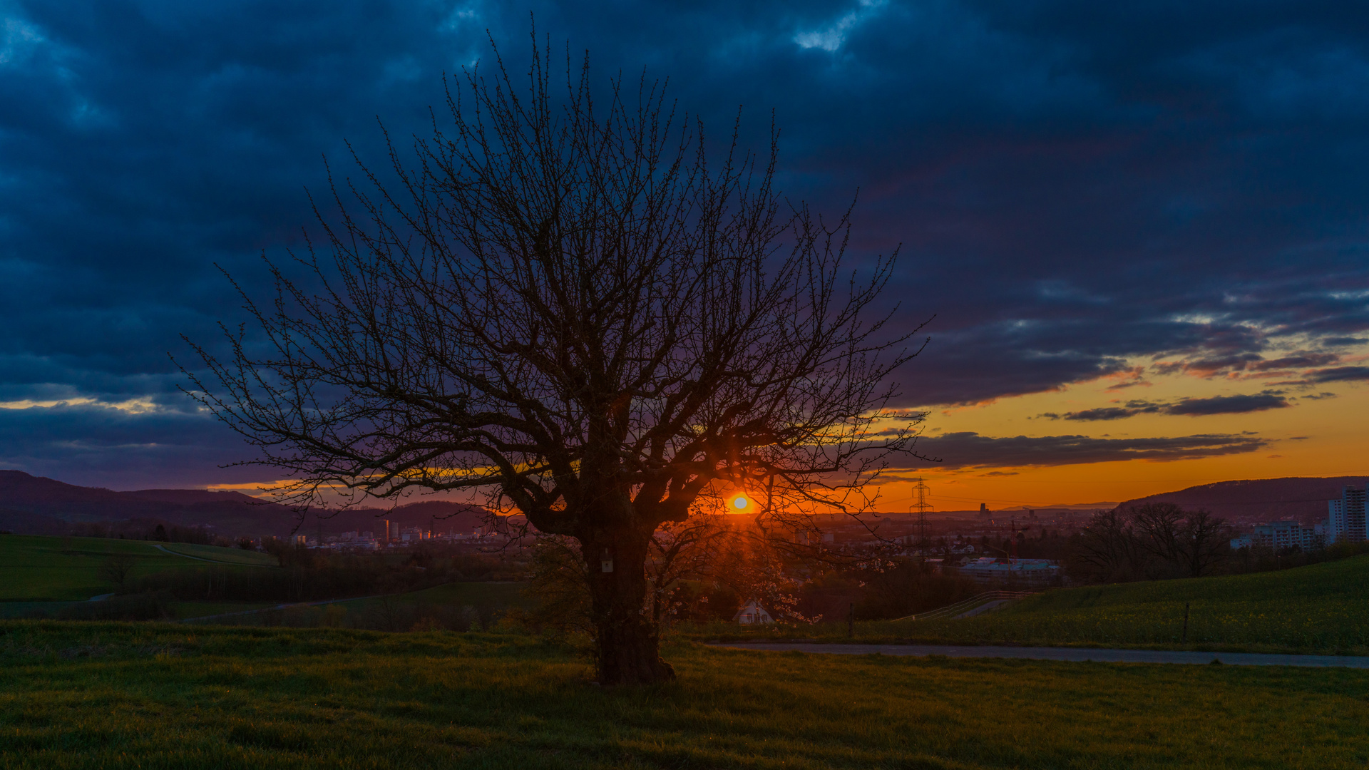 Der alte Kirschbaum und der Sonnenuntergang