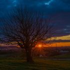 Der alte Kirschbaum und der Sonnenuntergang