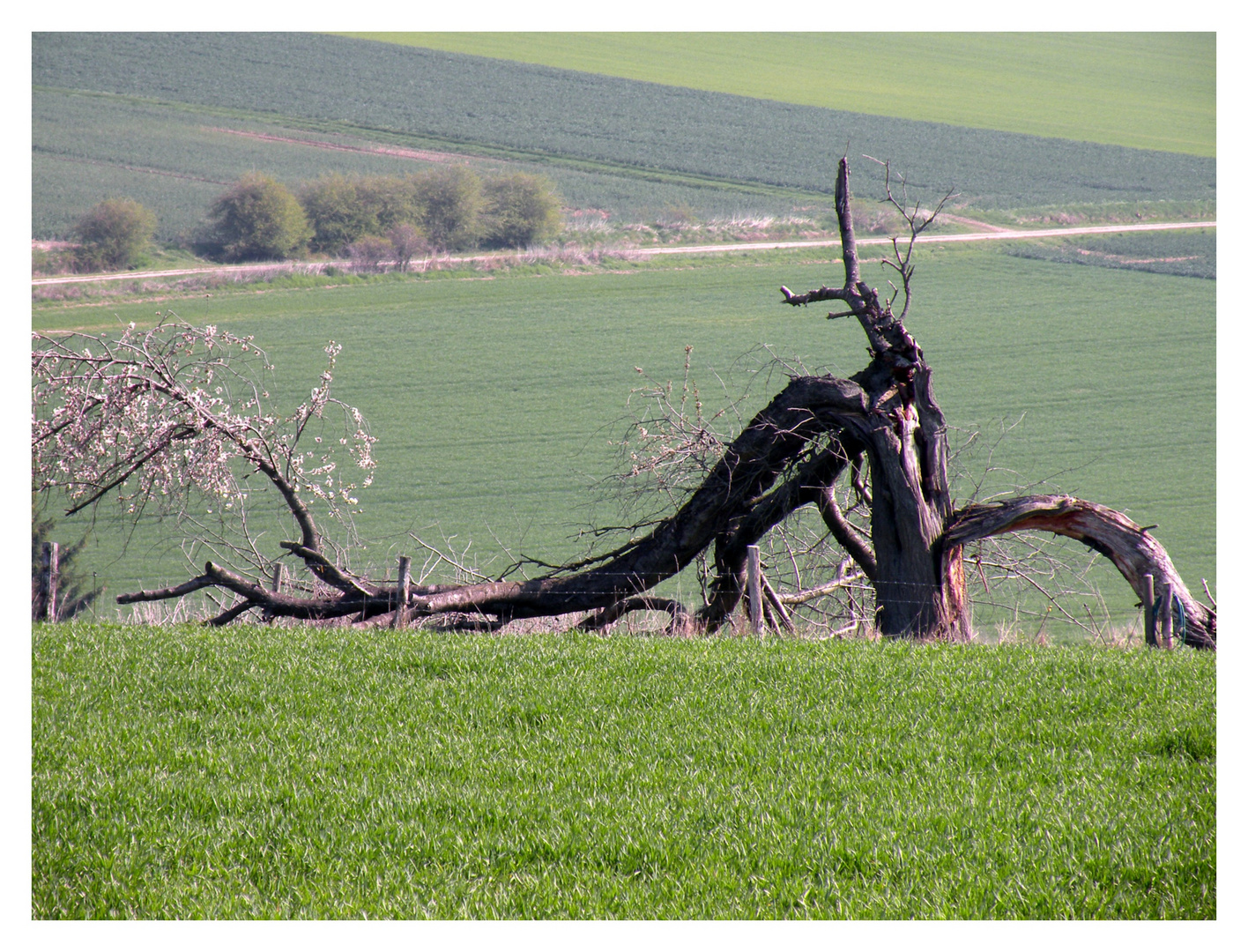 Der alte Kirschbaum,er lebt noch immer  !