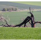 Der alte Kirschbaum,er lebt noch immer  !